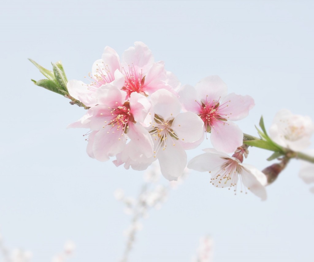 桃の花の画像