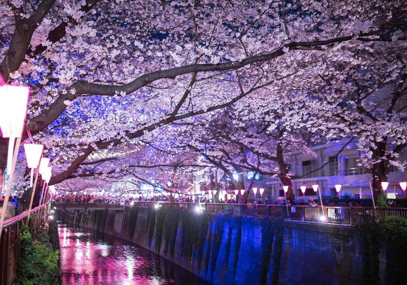 目黒川の桜の画像