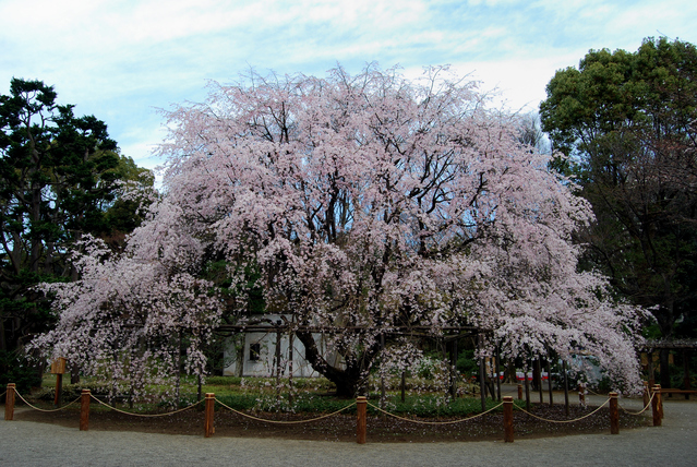 桜の木の画像