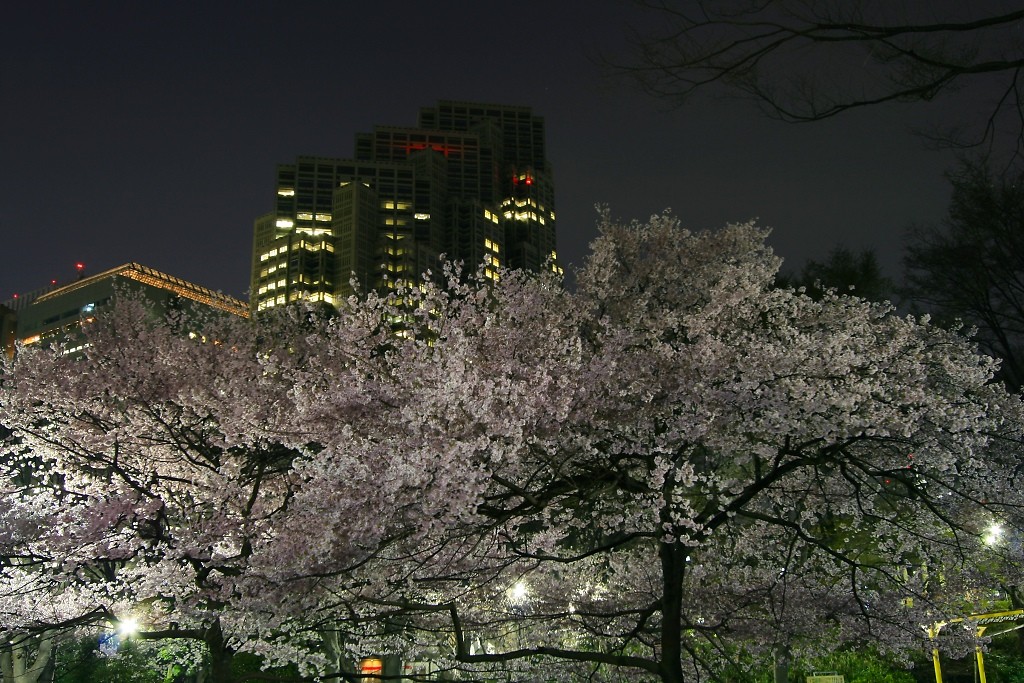 夜桜の画像