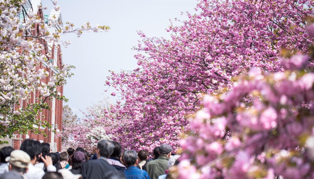 桜の通り抜けの画像